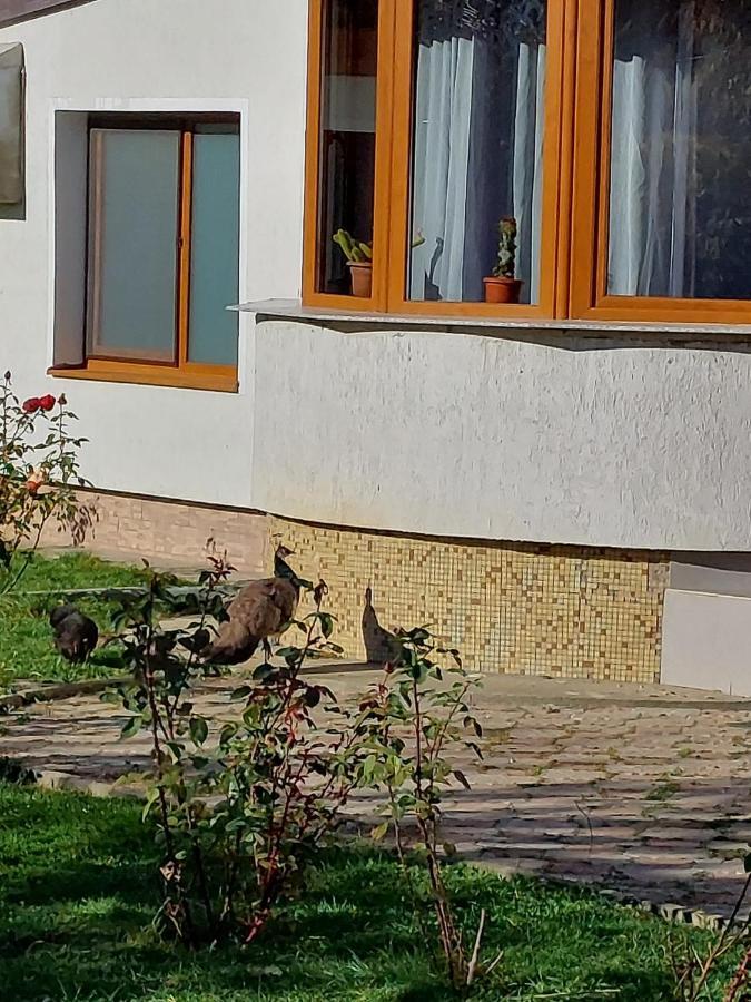 Pensiunea Vera Rîşnov Eksteriør billede